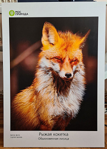 Работа для фотовыставки сделана на самоклеящейся плёнке с прямой УФ печатью и накатом на 3мм. пластик. - fox.jpg